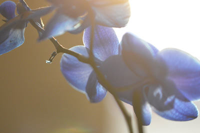  le cimetiere des fleurs 